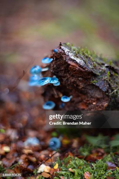 blue mushrooms growing on a log in a rainforest - waratahs blues stock pictures, royalty-free photos & images