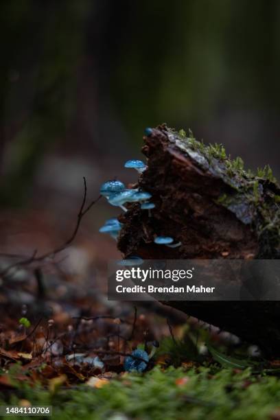 blue mushroom pixie's parasol mycena interrupta - waratahs blues stock pictures, royalty-free photos & images