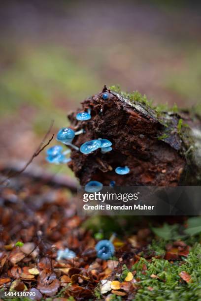 blue mushroom fungi tasmania - waratahs blues stock pictures, royalty-free photos & images