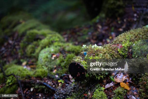 blue mushroom growing on mossy log - waratahs blues stock pictures, royalty-free photos & images