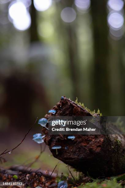 blue mushrooms pixies parasol mycena - waratahs blues stock pictures, royalty-free photos & images