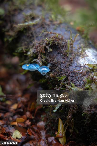 cyan blue mushrooms growing on wet mossy log - waratahs blues stock pictures, royalty-free photos & images