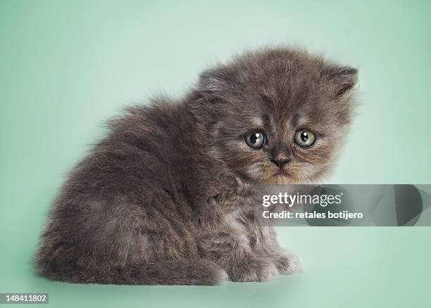 kitten - grey kitten stock pictures, royalty-free photos & images