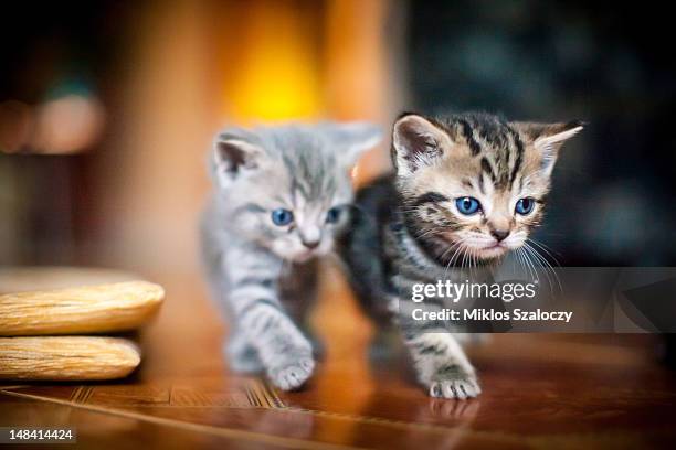 two  kittens on mission - 猫 影 ストックフォトと画像
