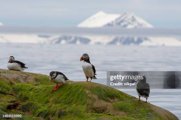 group of puffins on rock covered in green algae with mountains in background - svalbard islands - norway - svalbard islands stock pictures, royalty-free photos & images