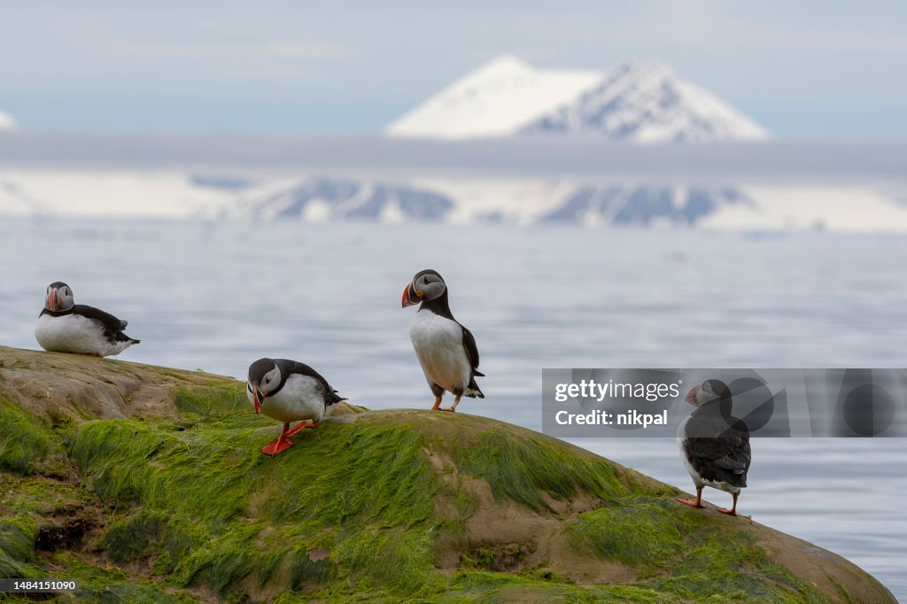 Group of Puffins on rock covered in green algae with mountains in background - Svalbard Islands - Norway