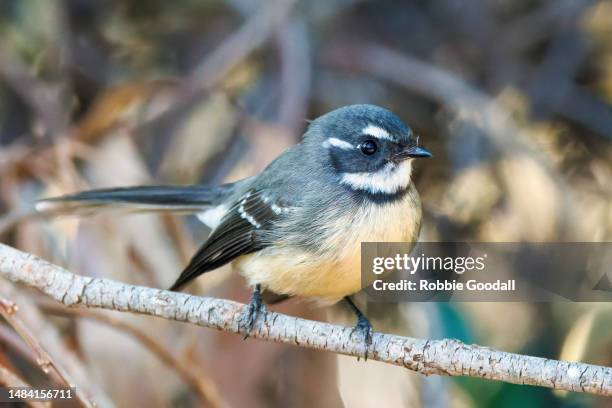 Grey Fantail Rhipidura Albiscapa, Photo
