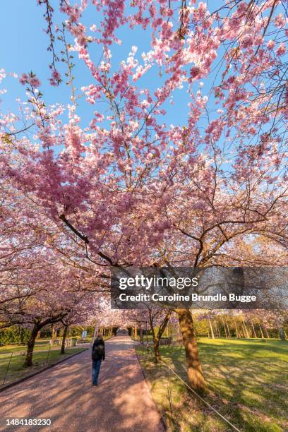 cherry blossom trees at bispebjerg cemetery, copenhagen, denmark - april 20 stock pictures, royalty-free photos & images