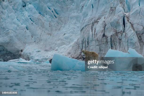 polar bear in a glacial environments in the svalbard island - norway - polar bear stock pictures, royalty-free photos & images