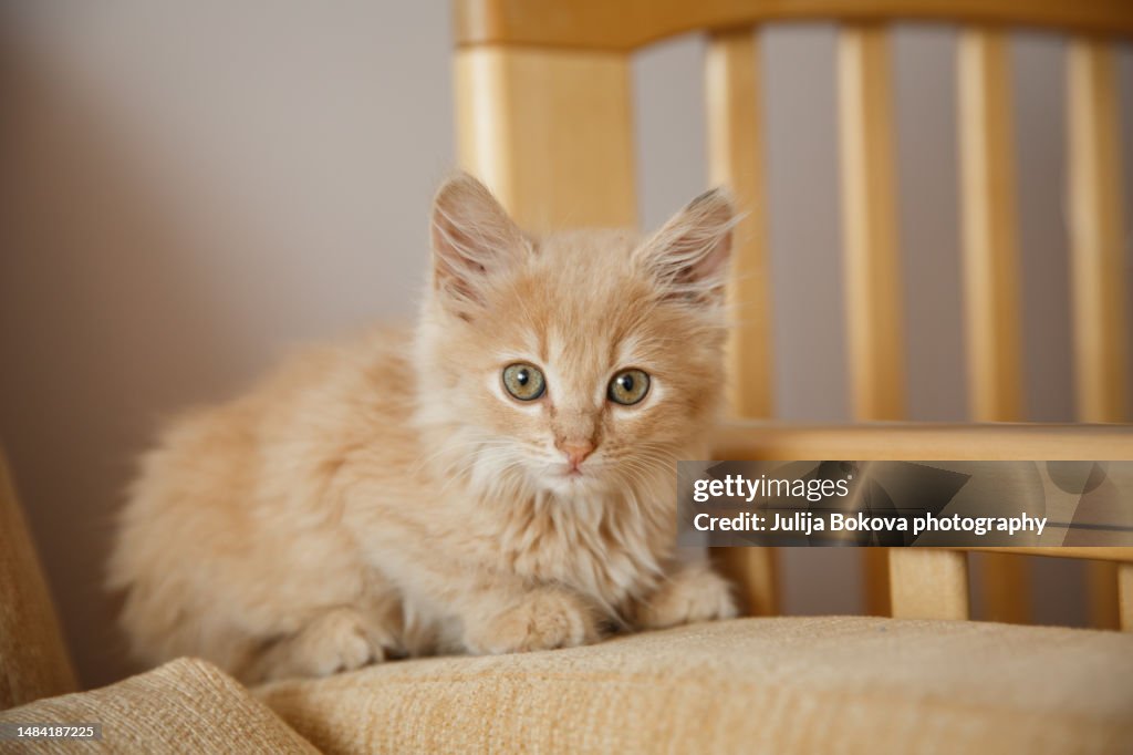 Cute red kitten
