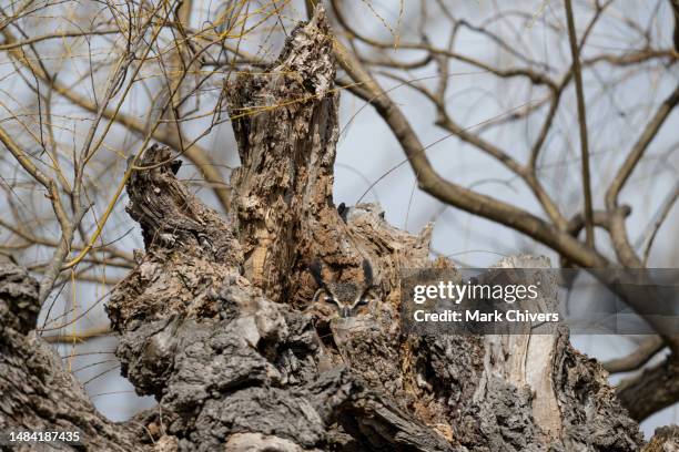 great horned owl in a tree - great horned owl stock pictures, royalty-free photos & images