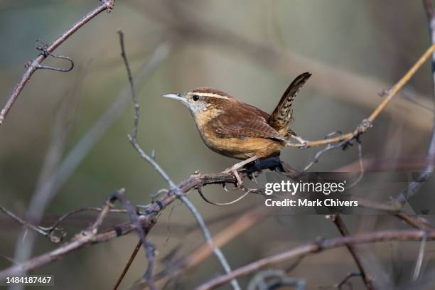 carolina wren in a tree - carolina wren nest stock pictures, royalty-free photos & images