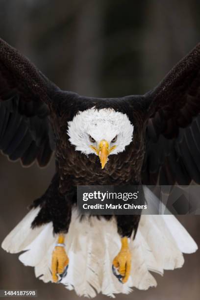 bald eagle in flight - eagle talons stock pictures, royalty-free photos & images