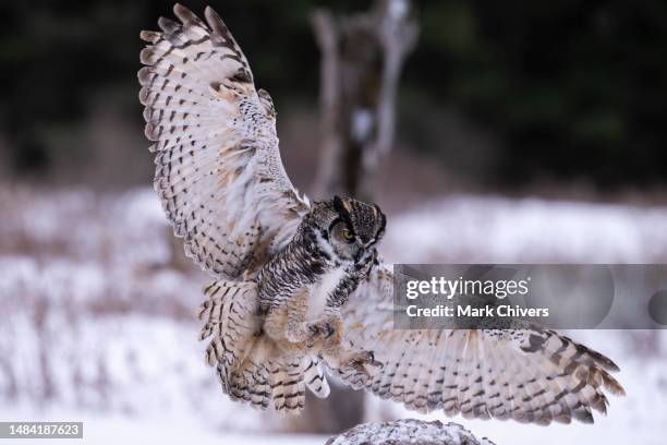 eurasian eagle owl landing - horned owl stock pictures, royalty-free photos & images