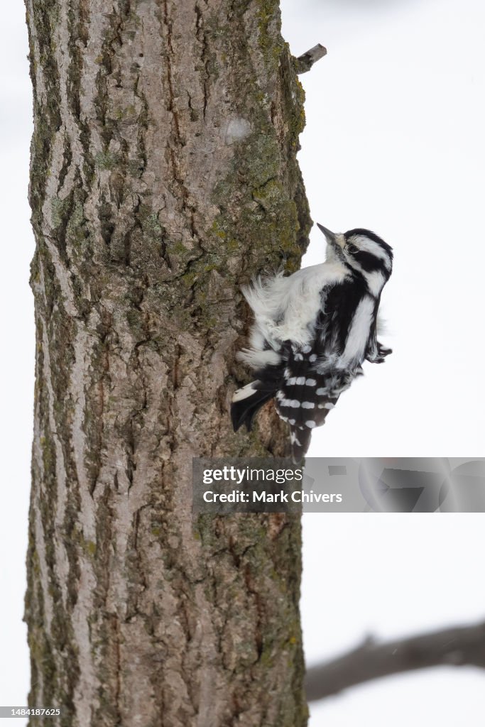 Downy woodpecker fluffed in the wind