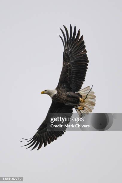 bald eagle in flight carrying nest material - eagle nest stock-fotos und bilder