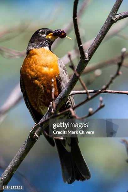Canadian Robin Photos and Premium High Res Pictures - Getty Images