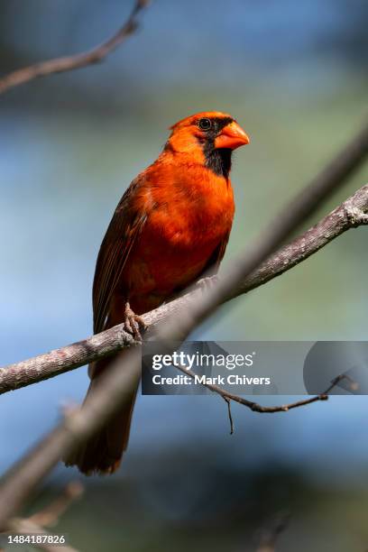 northern cardinal red male - northern cardinal stock pictures, royalty-free photos & images