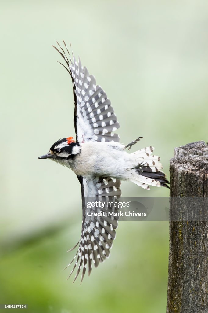 Downy woodpecker in flight