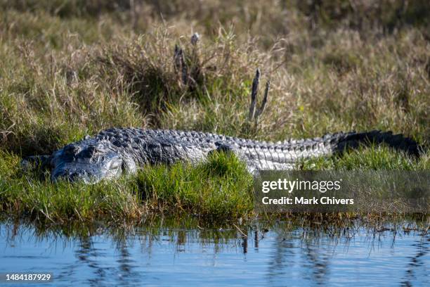 american alligator - alligator nest stock pictures, royalty-free photos & images