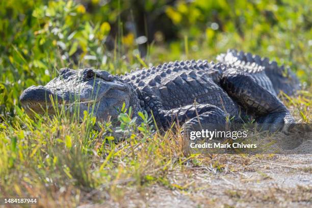 american alligator - alligator nest stock pictures, royalty-free photos & images