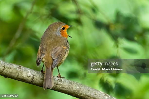 robin singing - mark robins stock pictures, royalty-free photos & images