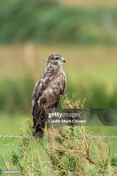 buzzard on a fence post - eurasian buzzard stock pictures, royalty-free photos & images