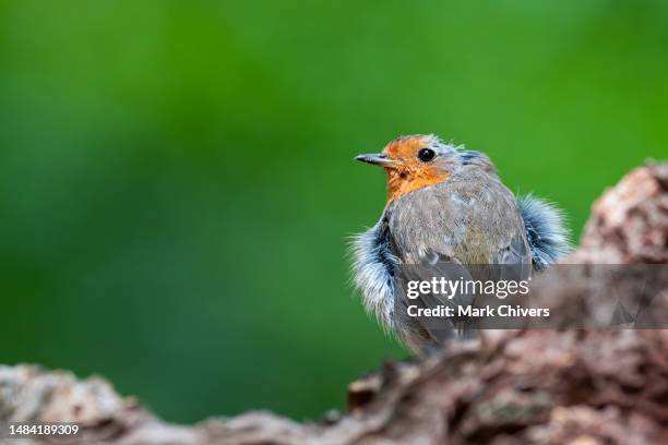 robin - mark robins stock pictures, royalty-free photos & images