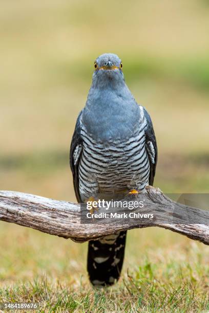 cuckoo - cuckoo stock pictures, royalty-free photos & images