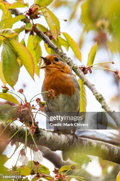 robin singing in a tree - birdhouse stock pictures, royalty-free photos & images