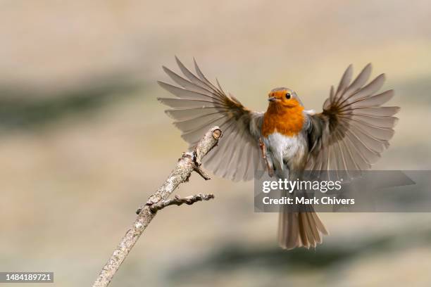 robin landing on a branch - robin 個照片及圖片檔