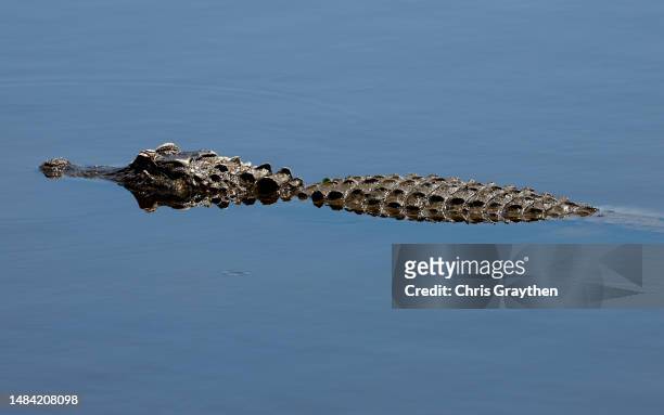 An alligator is seen on the 18th hole during the third round of the Zurich Classic of New Orleans at TPC Louisiana on April 22, 2023 in Avondale,...