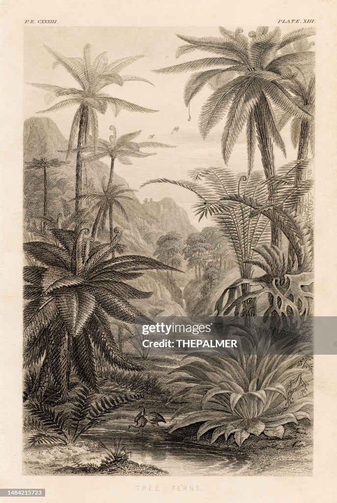 Tree ferns engraving illustration 1857