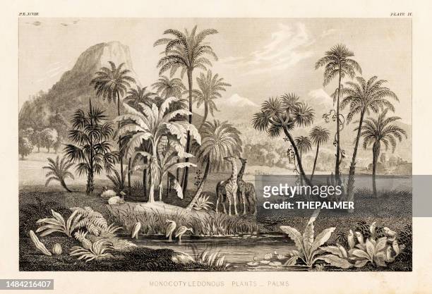 stockillustraties, clipart, cartoons en iconen met african vegetation and animals engraving illustration 1857 - sepiakleurig