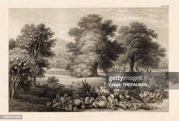 fruit trees engraving illustration 1857 - engravement stock illustrations