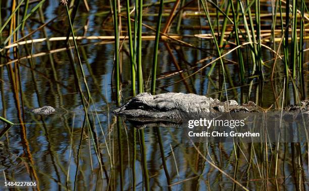 An alligator is seen near the 18th green during the third round of the Zurich Classic of New Orleans at TPC Louisiana on April 22, 2023 in Avondale,...