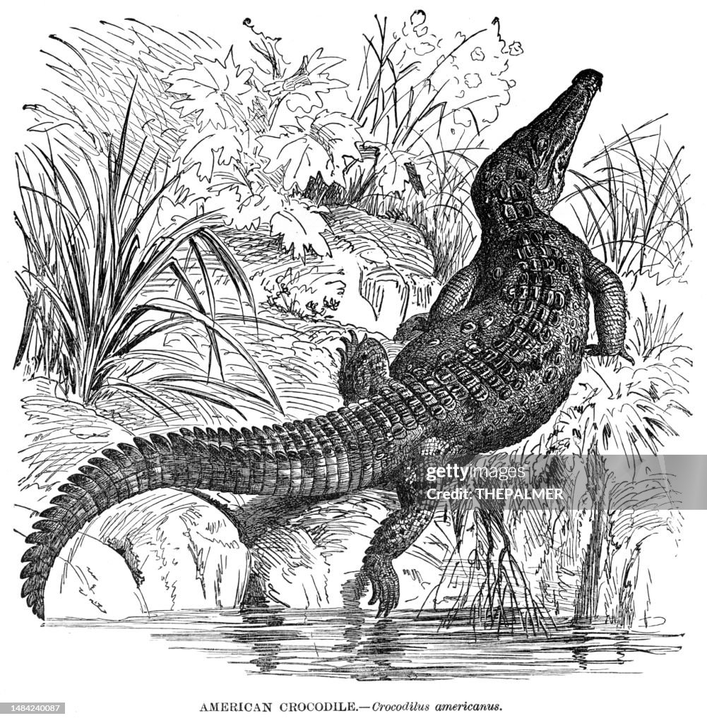 American crocodile engraving illustration 1892