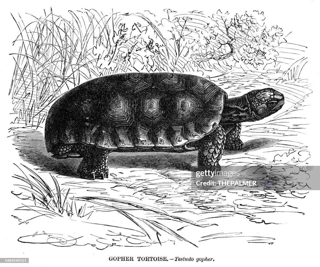 Gopher Turtle Scetch Gopher Tortoise Engraving Illustration 1892 High-Res Vector Graphic ...