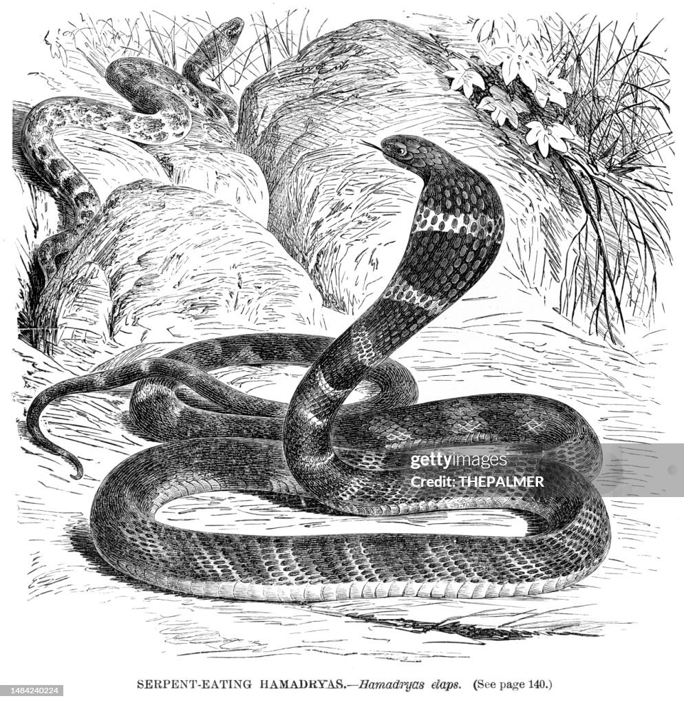King Cobra snake engraving illustration 1892