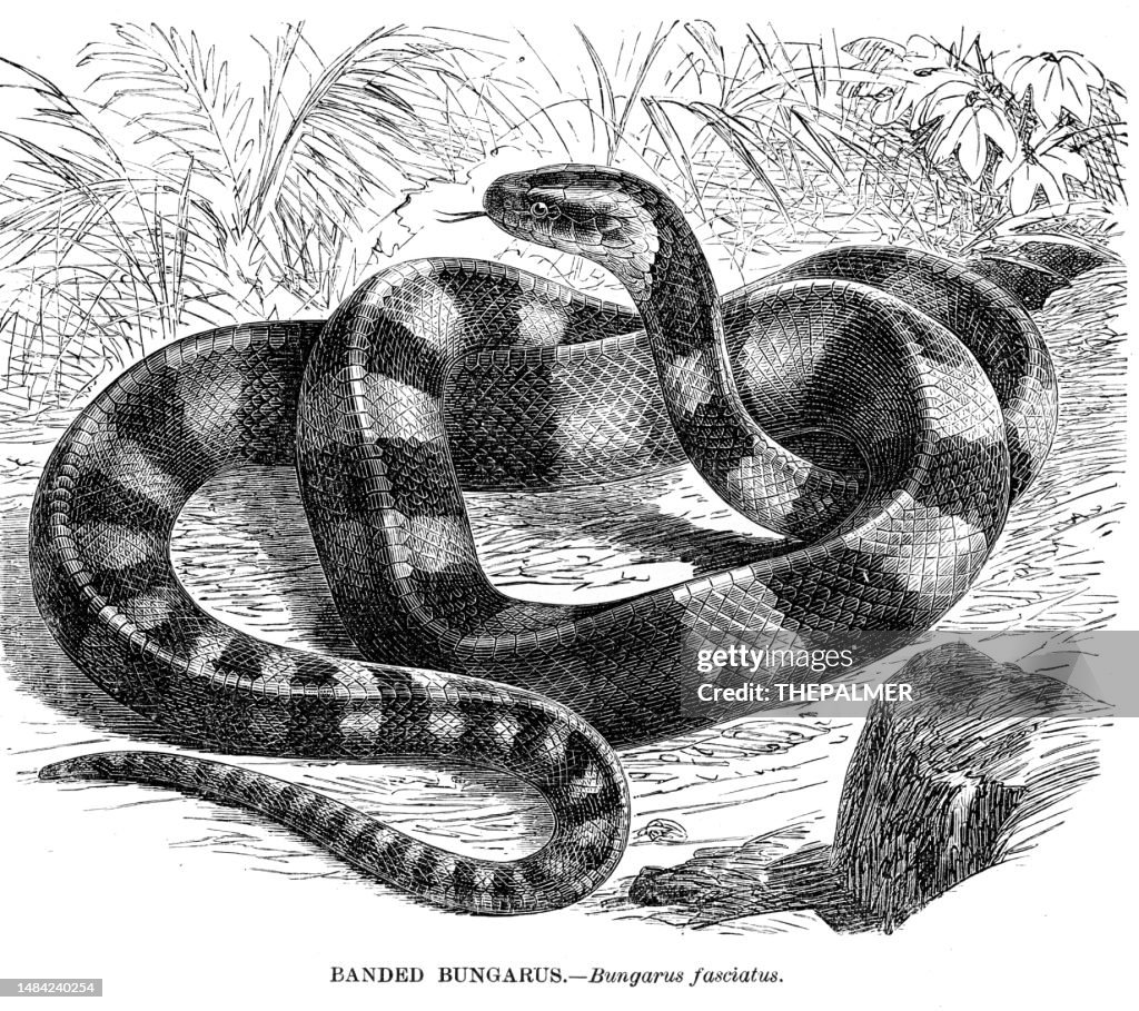 Banded bungarus snake engraving illustration 1892