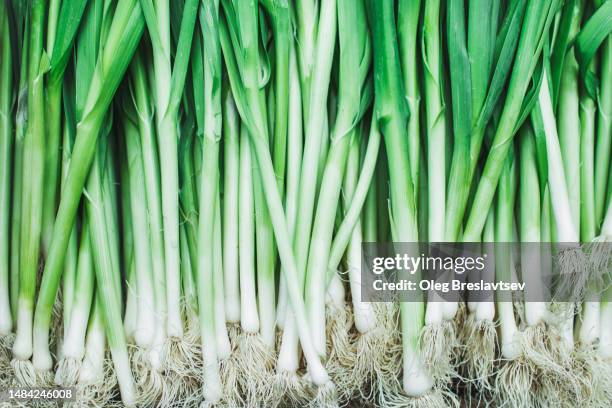 close up background of fresh organic scallion. green onion salad, healthy nutrition - bosui stockfoto's en -beelden