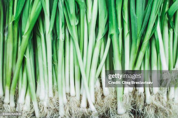 close up background of fresh organic scallion. green onion salad, healthy nutrition - scallion stock pictures, royalty-free photos & images