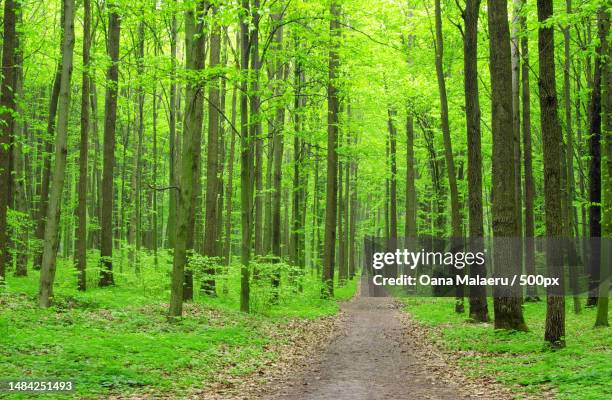 view of trees in forest,romania - hornbeam stockfoto's en -beelden