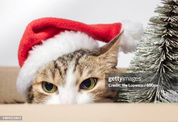 portrait of a gray cat in a red christmas hat close up - santa close up stock-fotos und bilder