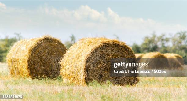 autumn landscape round haystacks in green grass on a background of trees and sky with white clouds - grass pile white background stock-fotos und bilder