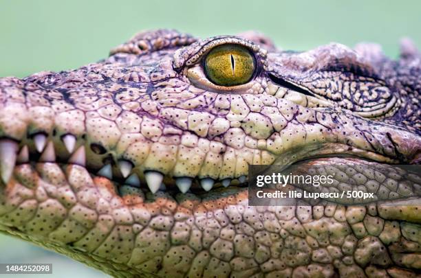 crocodile head isolated close up on a green background - reptile pattern stock pictures, royalty-free photos & images