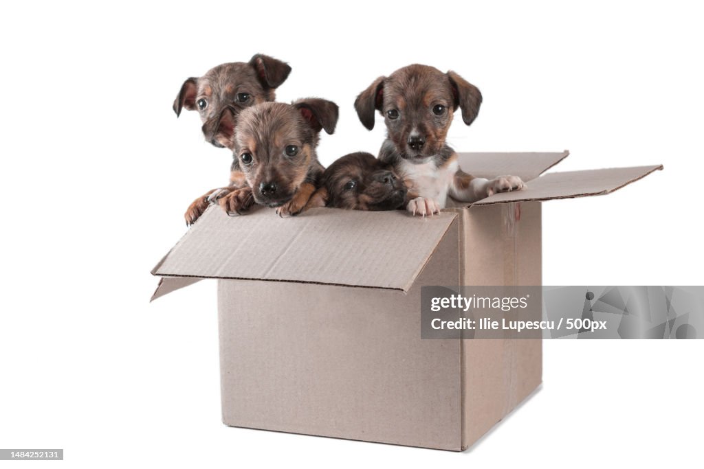 Four outbred puppies in a cardboard box on a white background