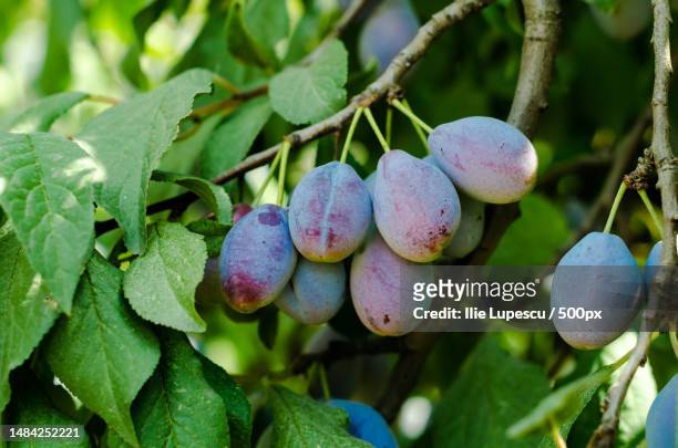 fruits of blue plum on a branch with green leaves close-up - pflaumenbaum stock-fotos und bilder