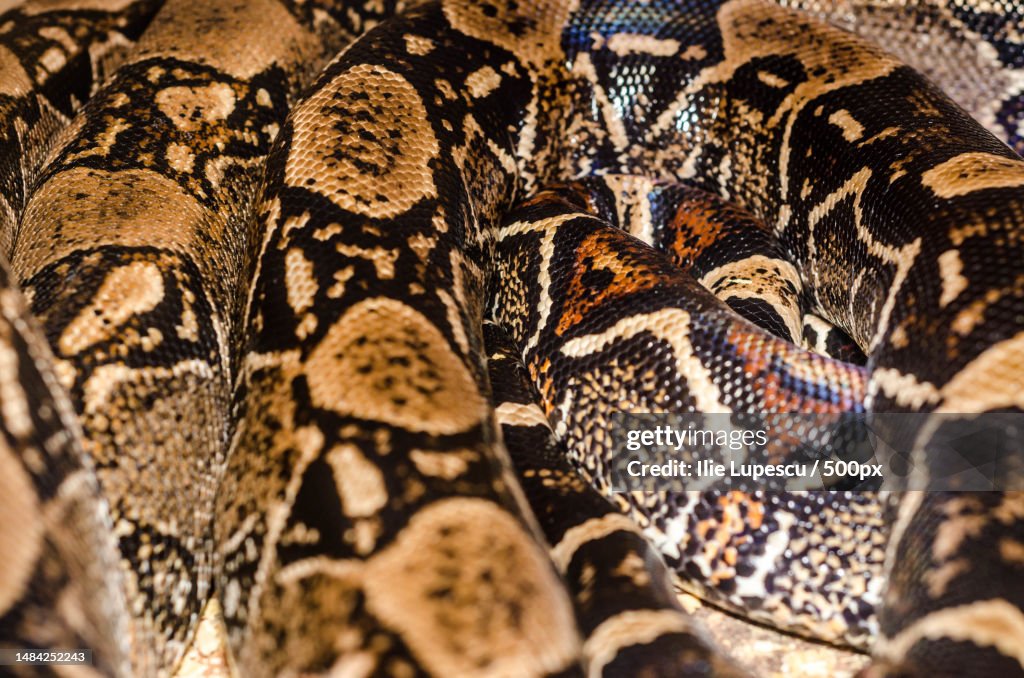 Bright Boa Snake skin abstract textured Pattern spoted