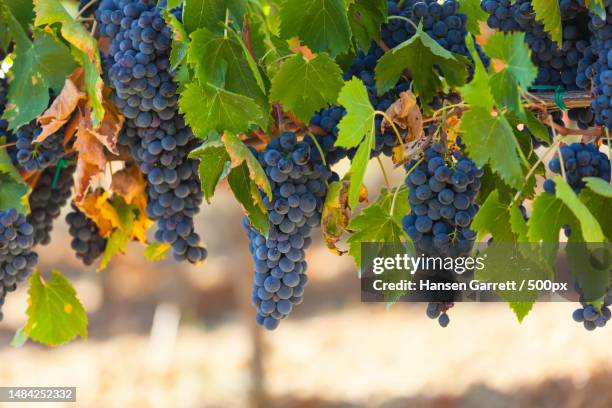 top view of fresh green plant leaves with yellow gradient lush foliage natural background,united states,usa - red grapes stock pictures, royalty-free photos & images